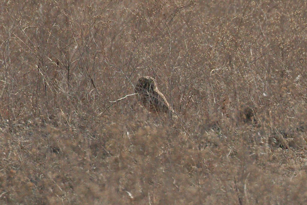 Burrowing Owl 2016-02-13.jpg